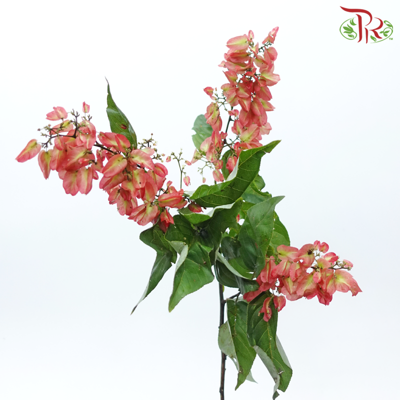 Winter Red 《冬红果》