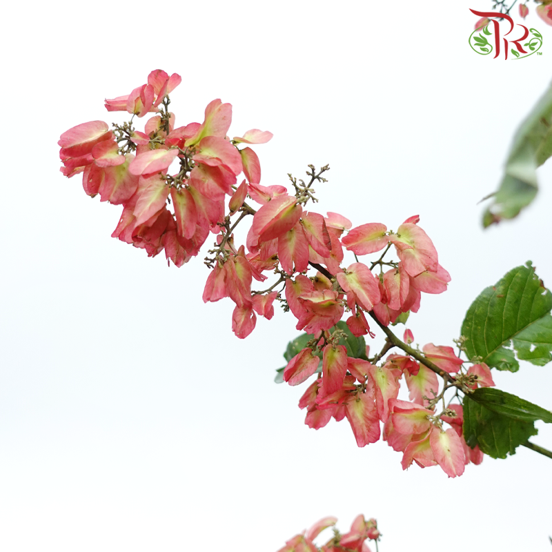 Winter Red 《冬红果》