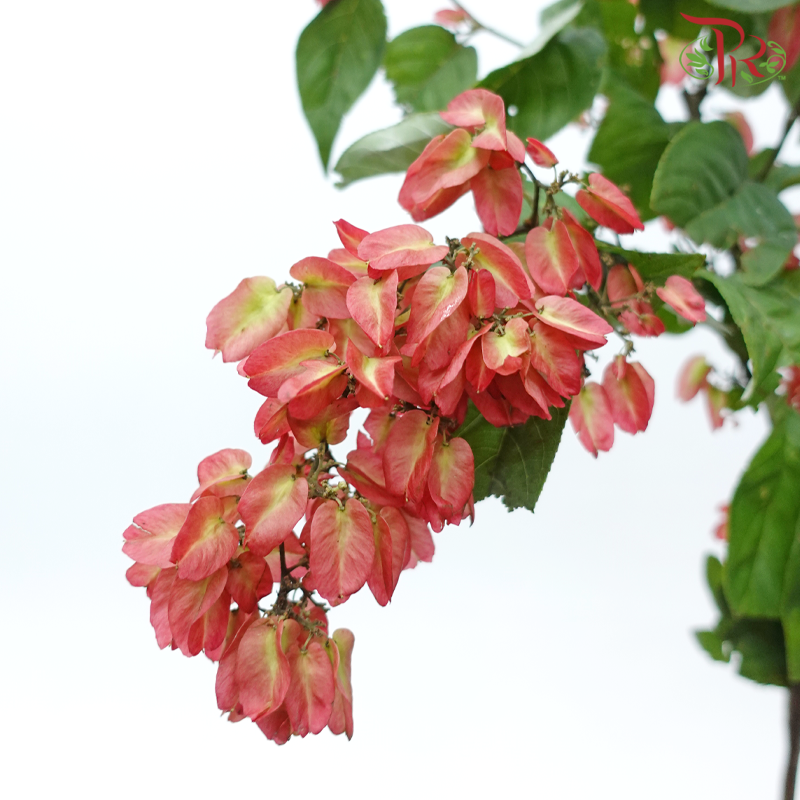 Winter Red 《冬红果》