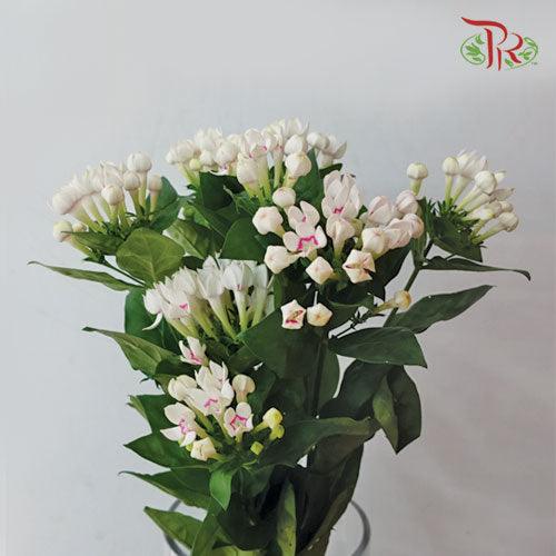 Bouvardia - White Pink Line (5 Stems) - Pudu Ria Florist