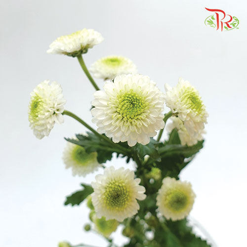 Pom Pom - Florini Doria White (10 Stems) - Pudu Ria Florist