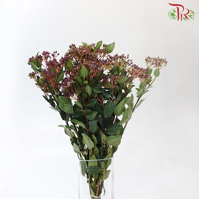 Viburnum Tinus Berries - (8-10 Stems) - Pudu Ria Florist