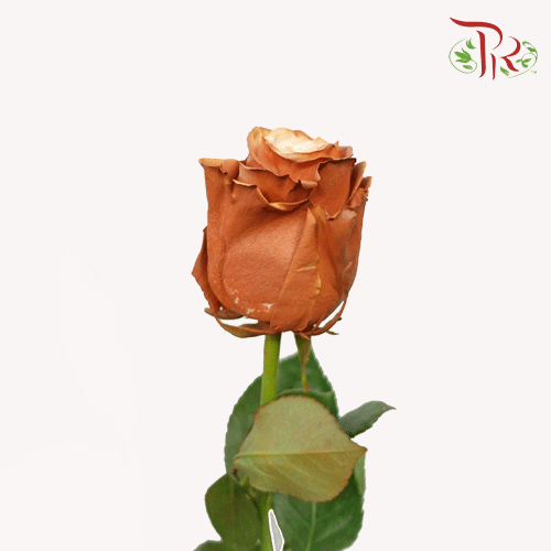 Ceres Rose - Frappucino (10 Stems) - Pudu Ria Florist