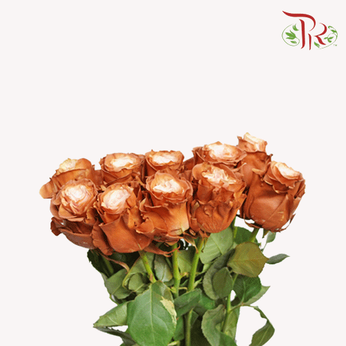 Ceres Rose - Frappucino (10 Stems) - Pudu Ria Florist