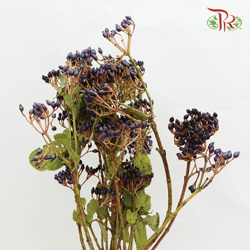 Viburnum With Berry - (Per Bunch) - Pudu Ria Florist