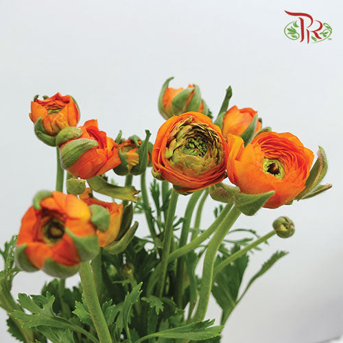 Ranunculus - Orange (10 stems) **Fragile - Pudu Ria Florist