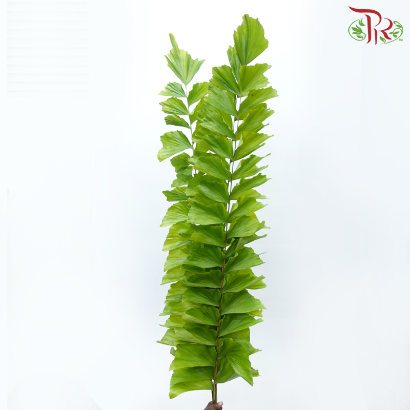 Yu Wei Ye - (Per Bunch)-China-prflorist.com.my