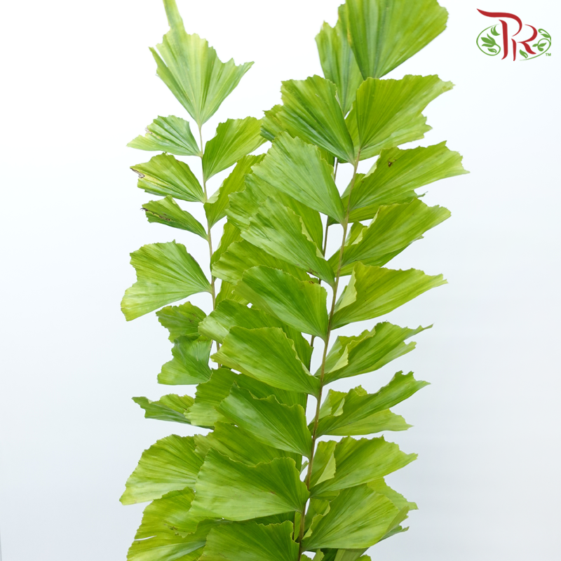 Yu Wei Ye - (Per Bunch)-China-prflorist.com.my