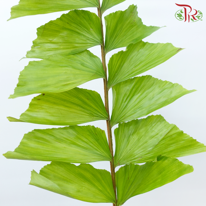 Yu Wei Ye - (Per Bunch)-China-prflorist.com.my