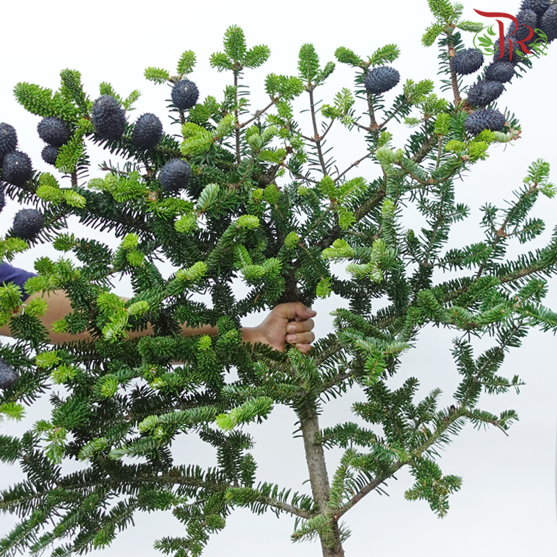 YunNan Pine Cone - (Per Bunch)-China-prflorist.com.my