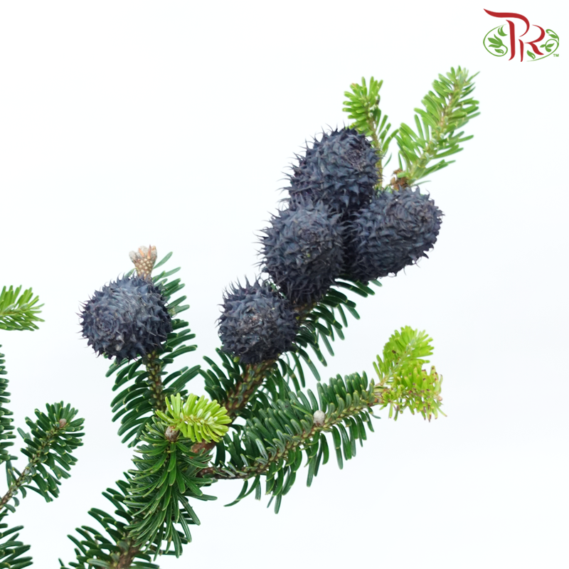 YunNan Pine Cone - (Per Bunch)-China-prflorist.com.my