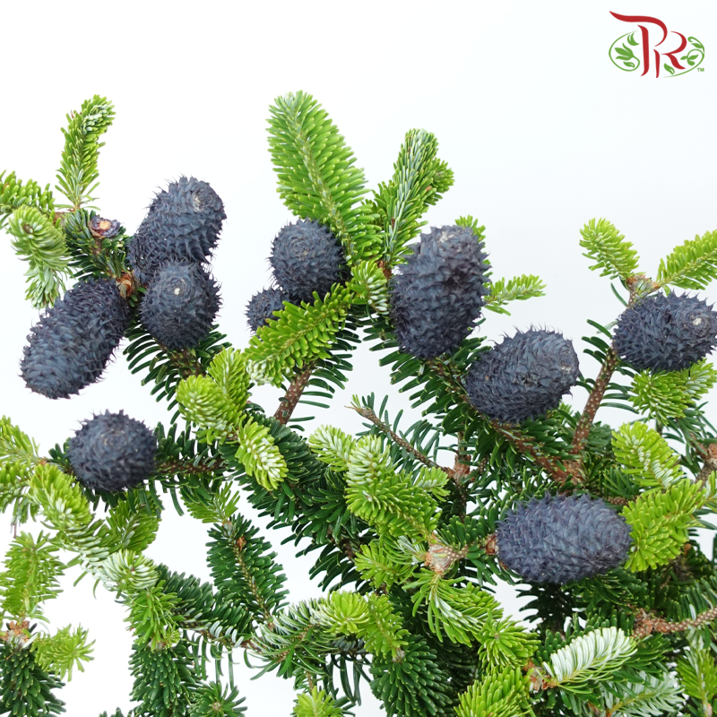 YunNan Pine Cone - (Per Bunch)-China-prflorist.com.my