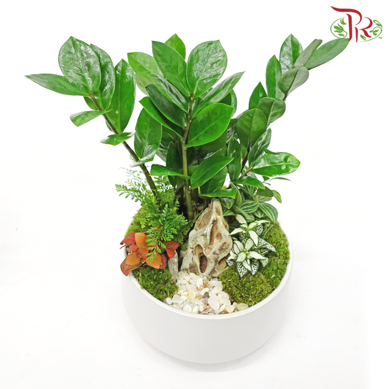 Zamia - Plant Arrangement《金钱树》