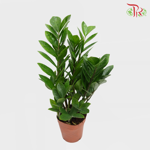 Zamia Plant P150《金钱树》-Pudu Ria Florist-prflorist.com.my