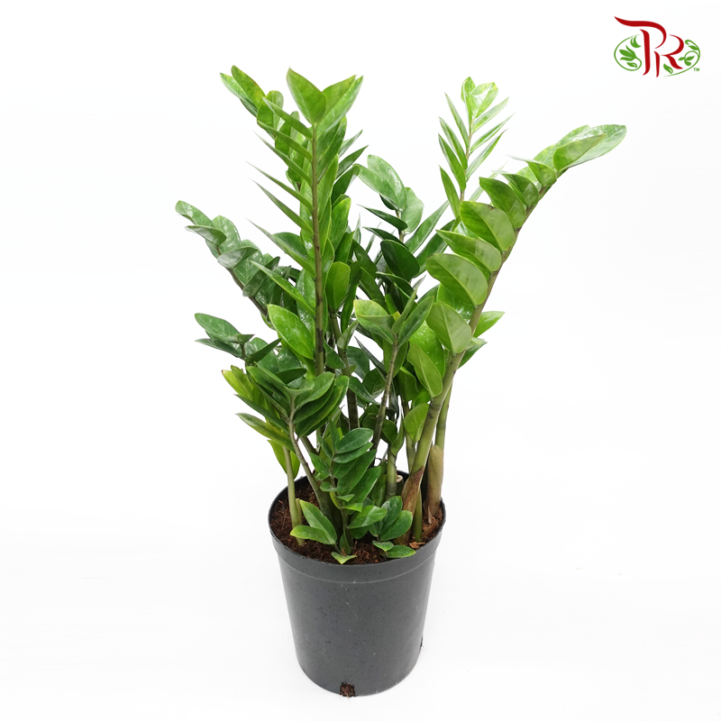 Zamia Plant P210《金钱树》-Pudu Ria Florist-prflorist.com.my