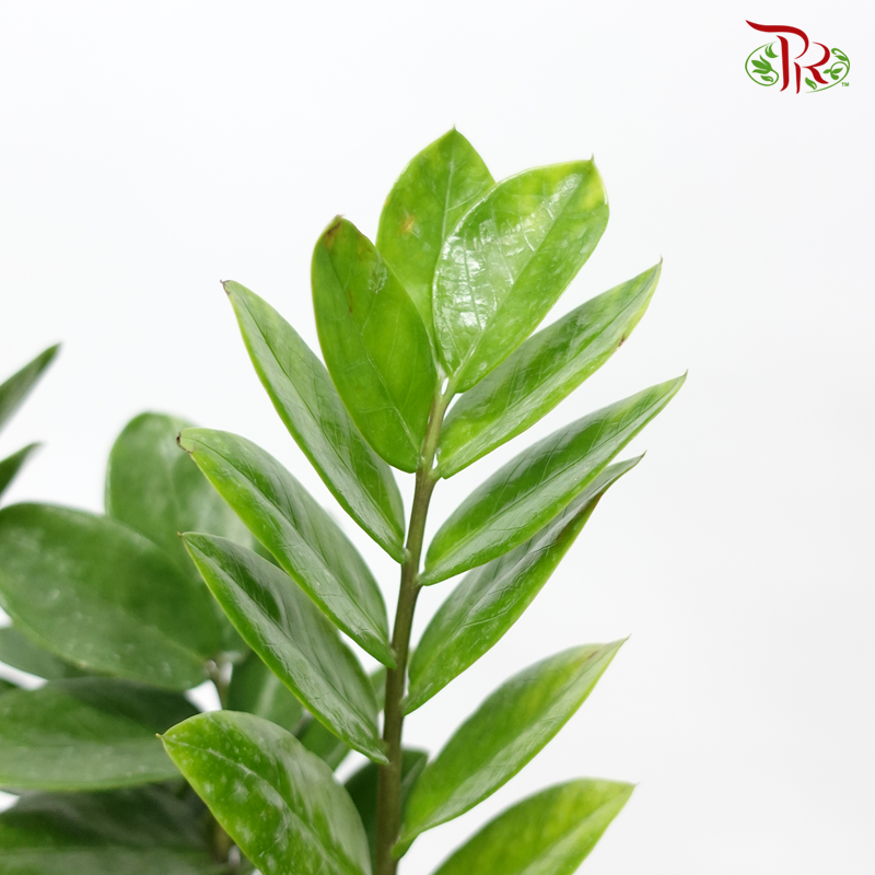 Zamia Plant P210《金钱树》-Pudu Ria Florist-prflorist.com.my