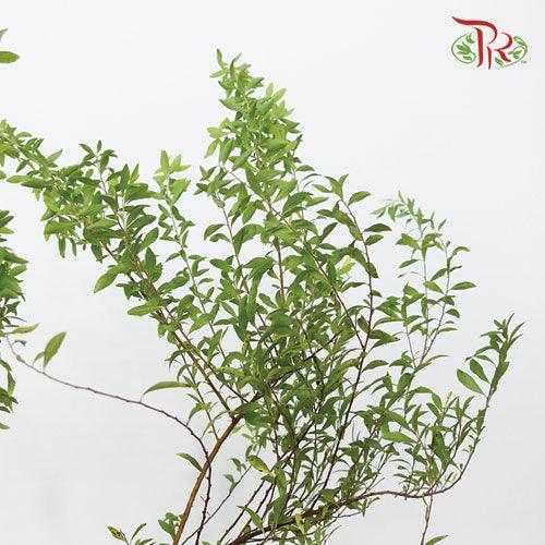 Epilobium - (3 Stems) - Pudu Ria Florist