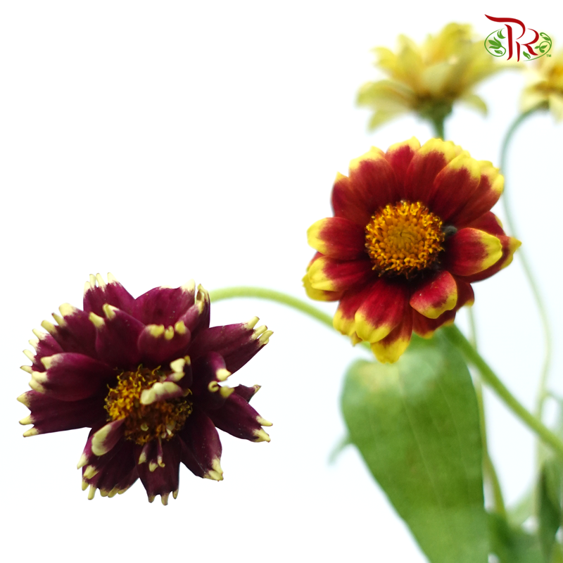 Zinnia (5 Stems)-Japan-prflorist.com.my