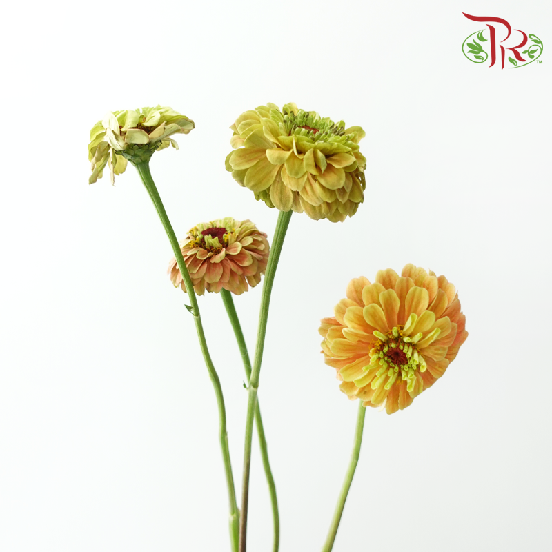 Zinnia (5 Stems)-Japan-prflorist.com.my