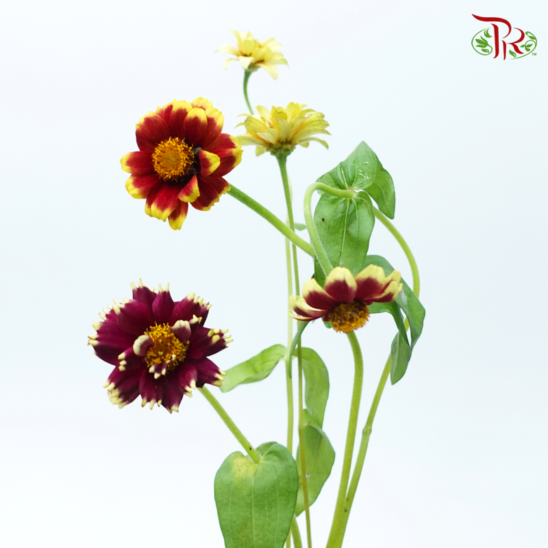 Zinnia (5 Stems)-Japan-prflorist.com.my