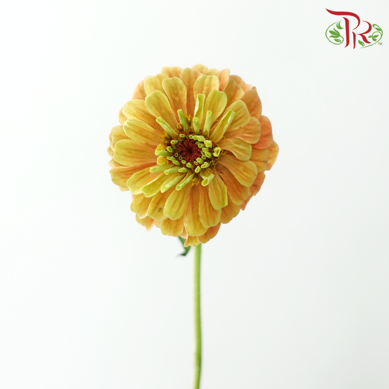 Zinnia (5 Stems)-Japan-prflorist.com.my