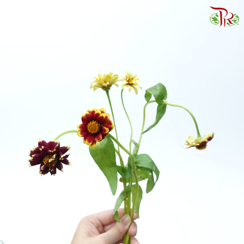 Zinnia (5 Stems)-Japan-prflorist.com.my