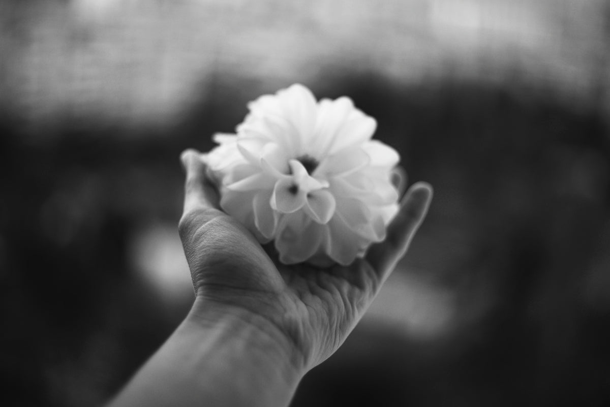 Hand holding a delicate white flower
