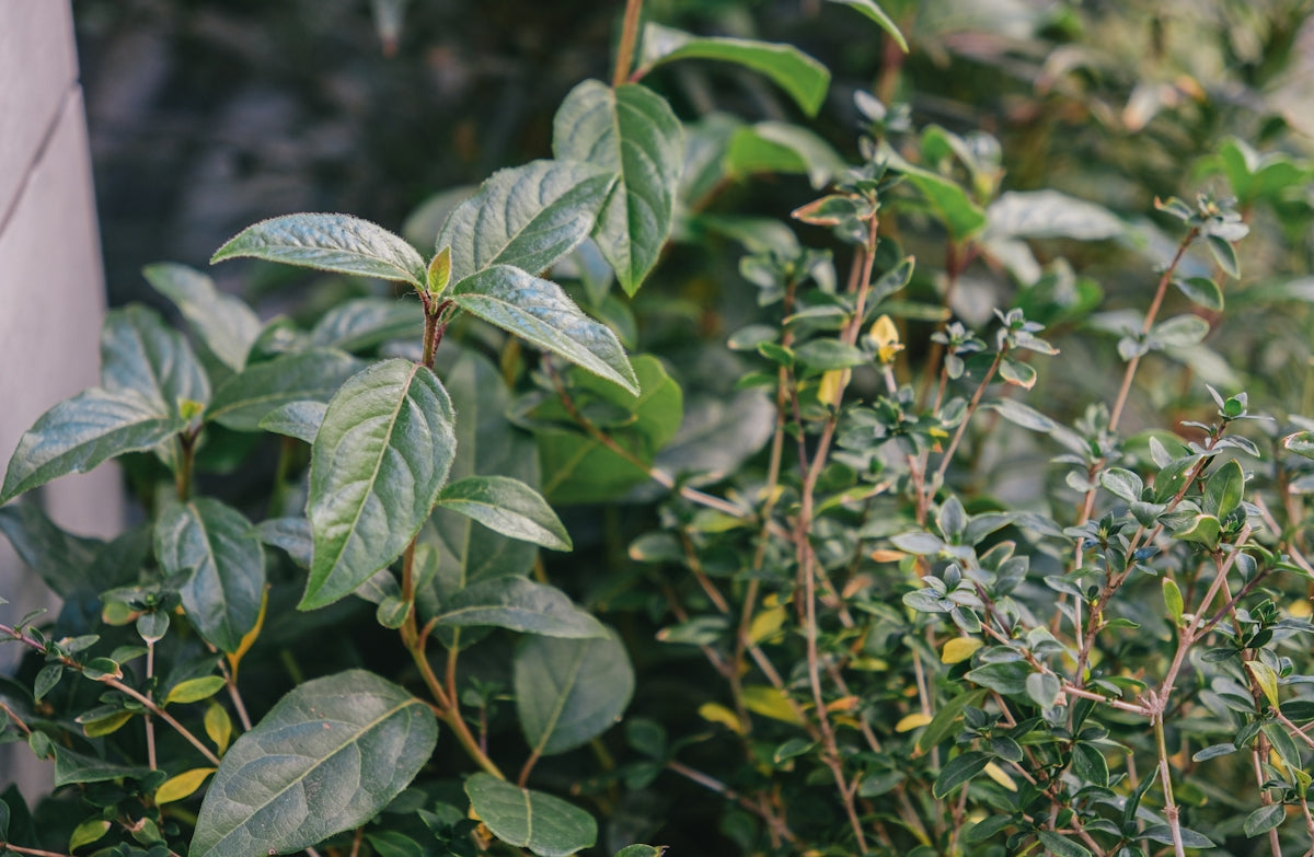 Close-up of lush green plants and herbs growing.