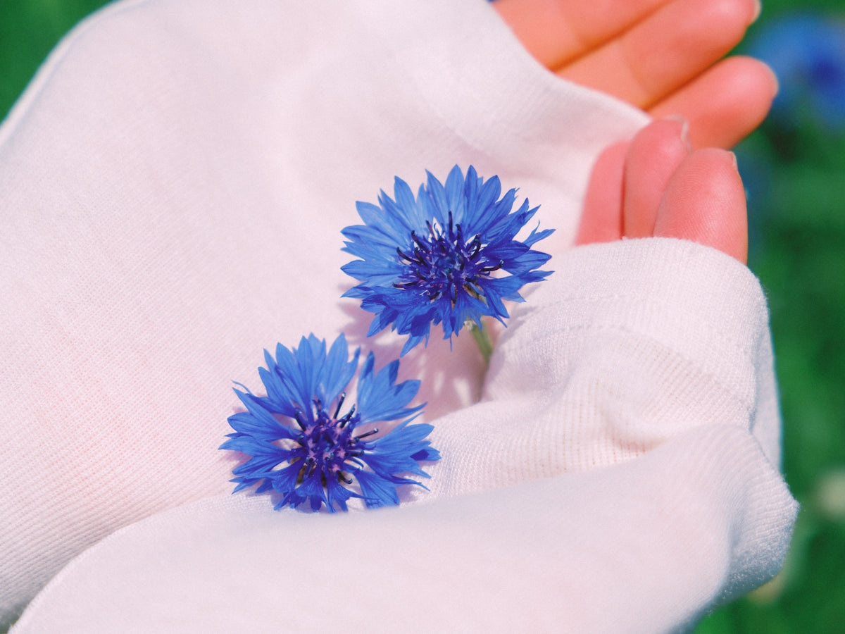 Two blue cornflowers resting in cupped hands.