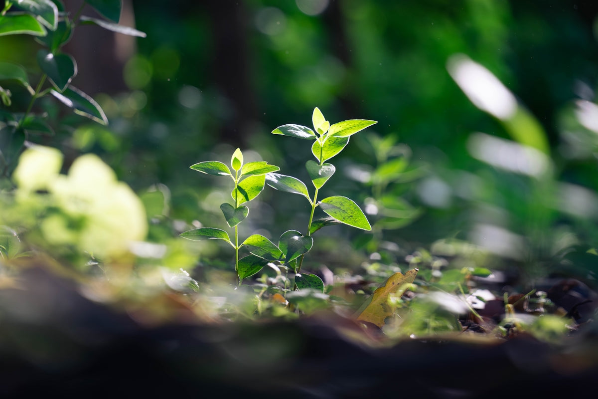 Young green plants growing in dappled sunlight.