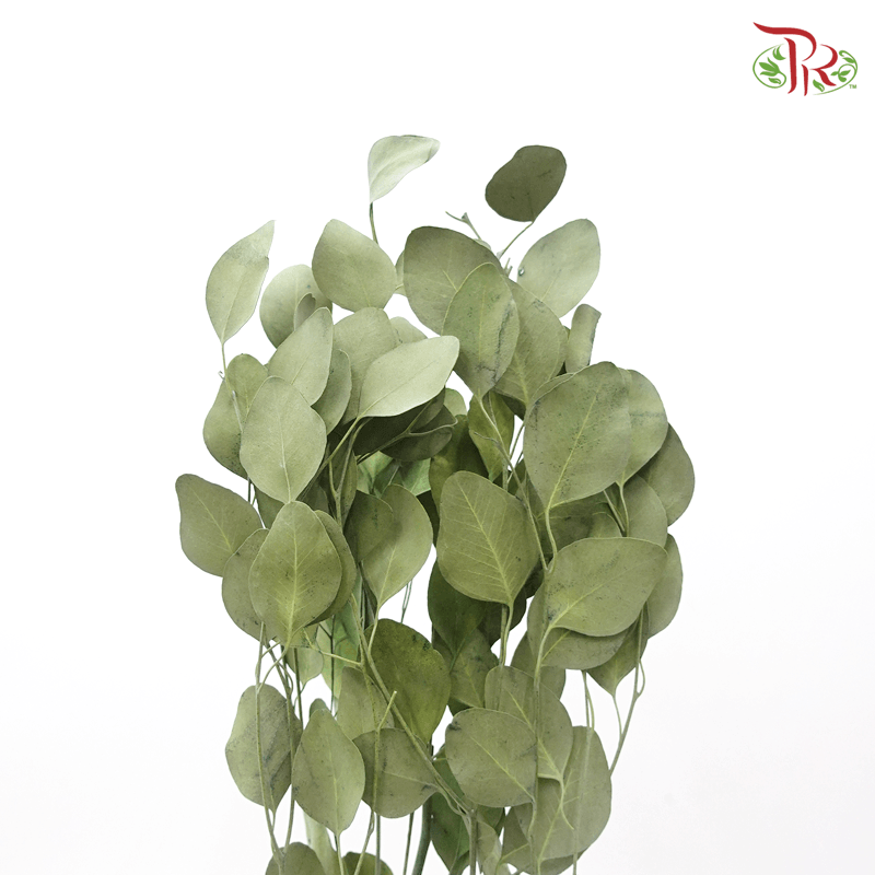 Eucalyptus