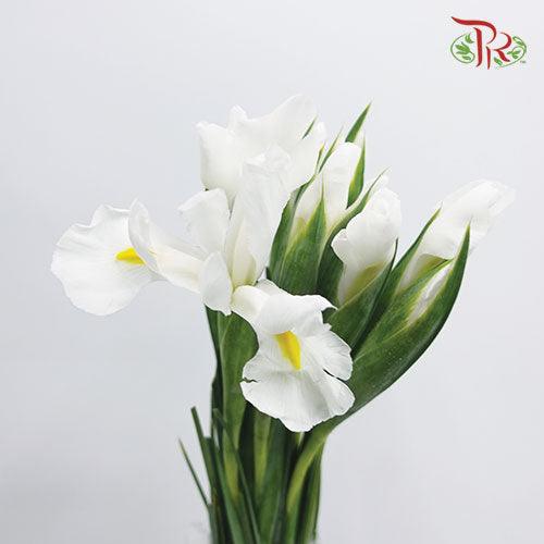 Iris - Pudu Ria Florist