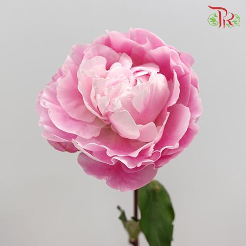 Peony - Pudu Ria Florist