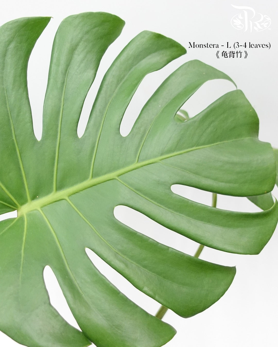 Fresh Cut Foliage - Pudu Ria Florist