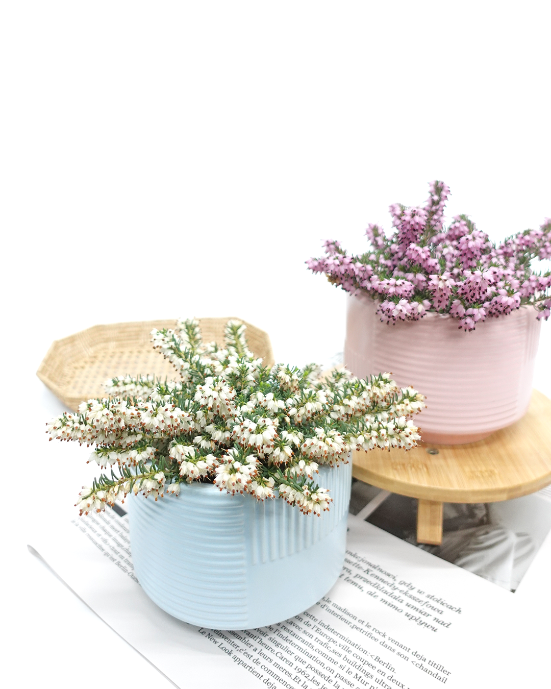 Blooming Plants