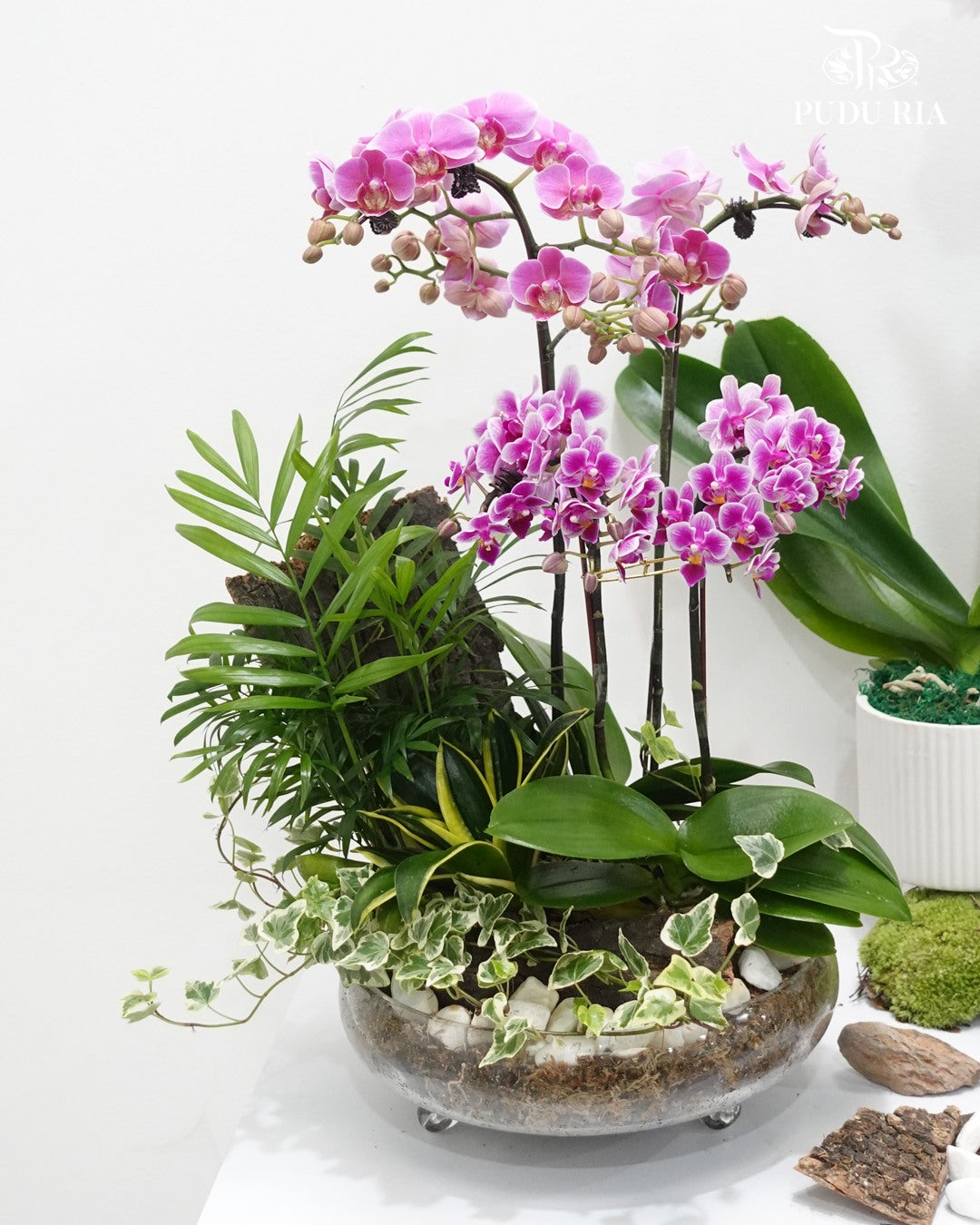Plant Arrangement