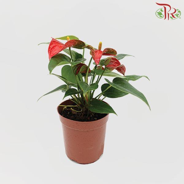 Anthurium - Pudu Ria Florist
