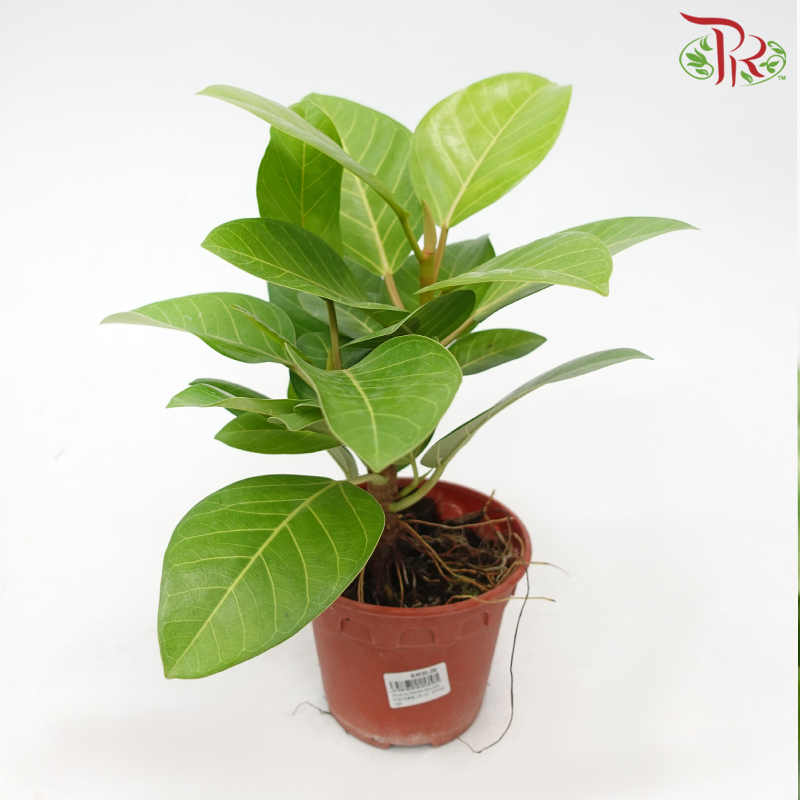 Ficus