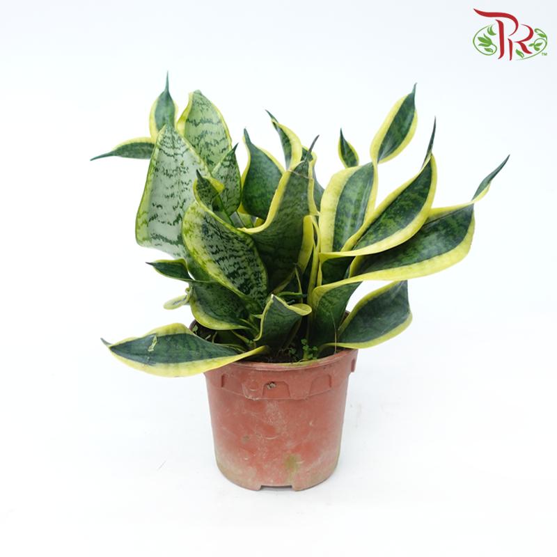 Sansevieria - Pudu Ria Florist