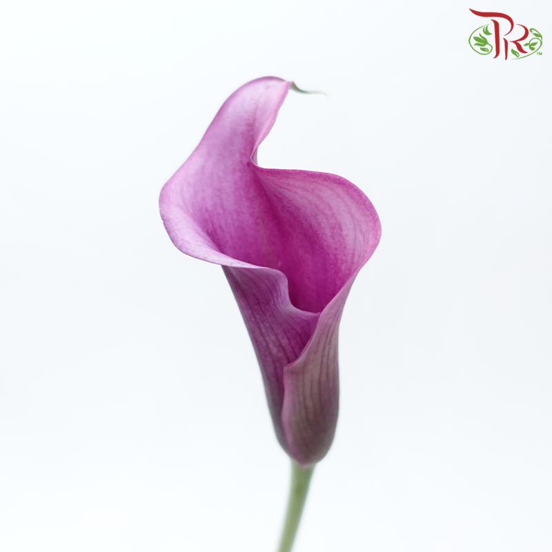 Calla Lily - Pudu Ria Florist