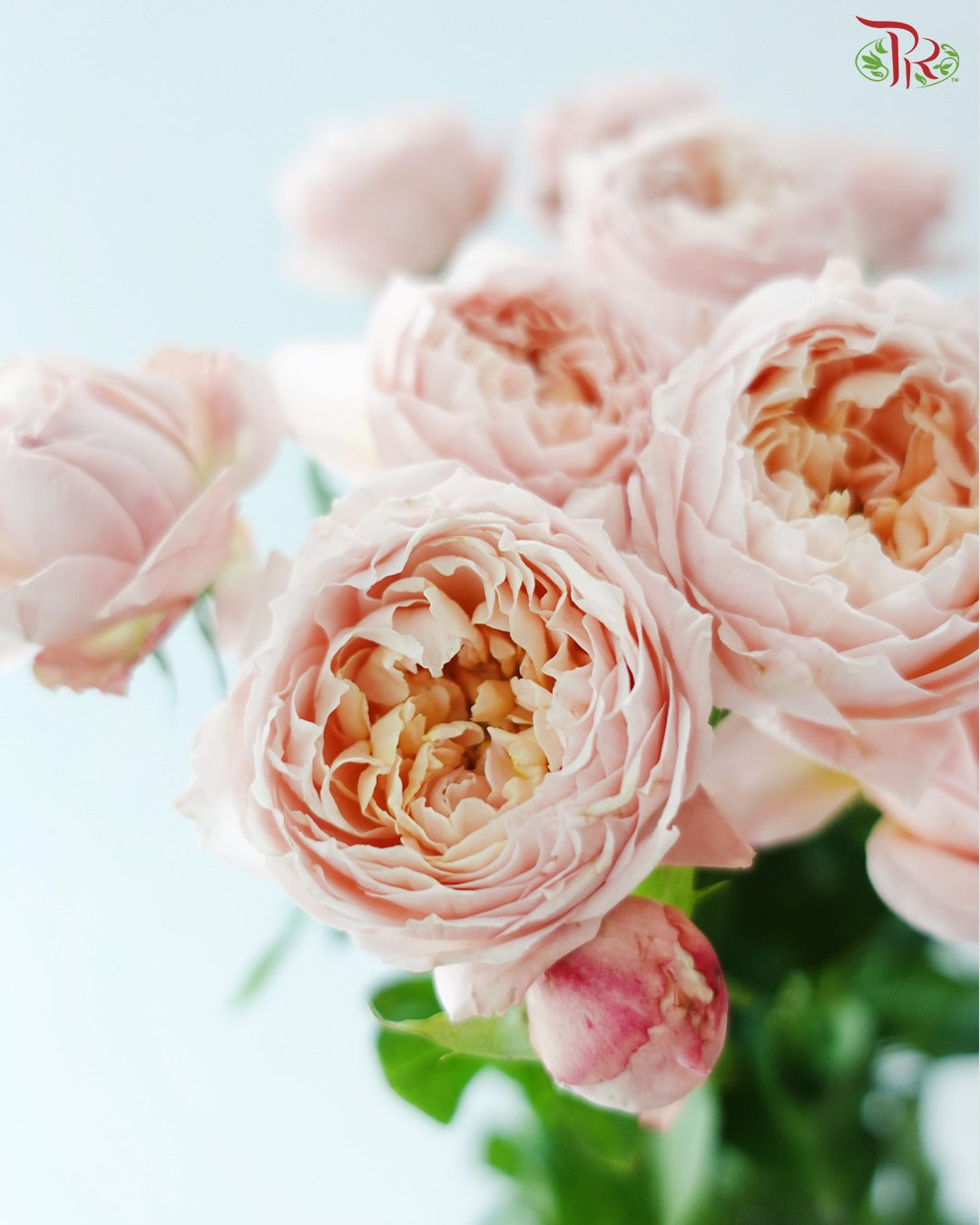Fresh Cut Flowers - Pudu Ria Florist