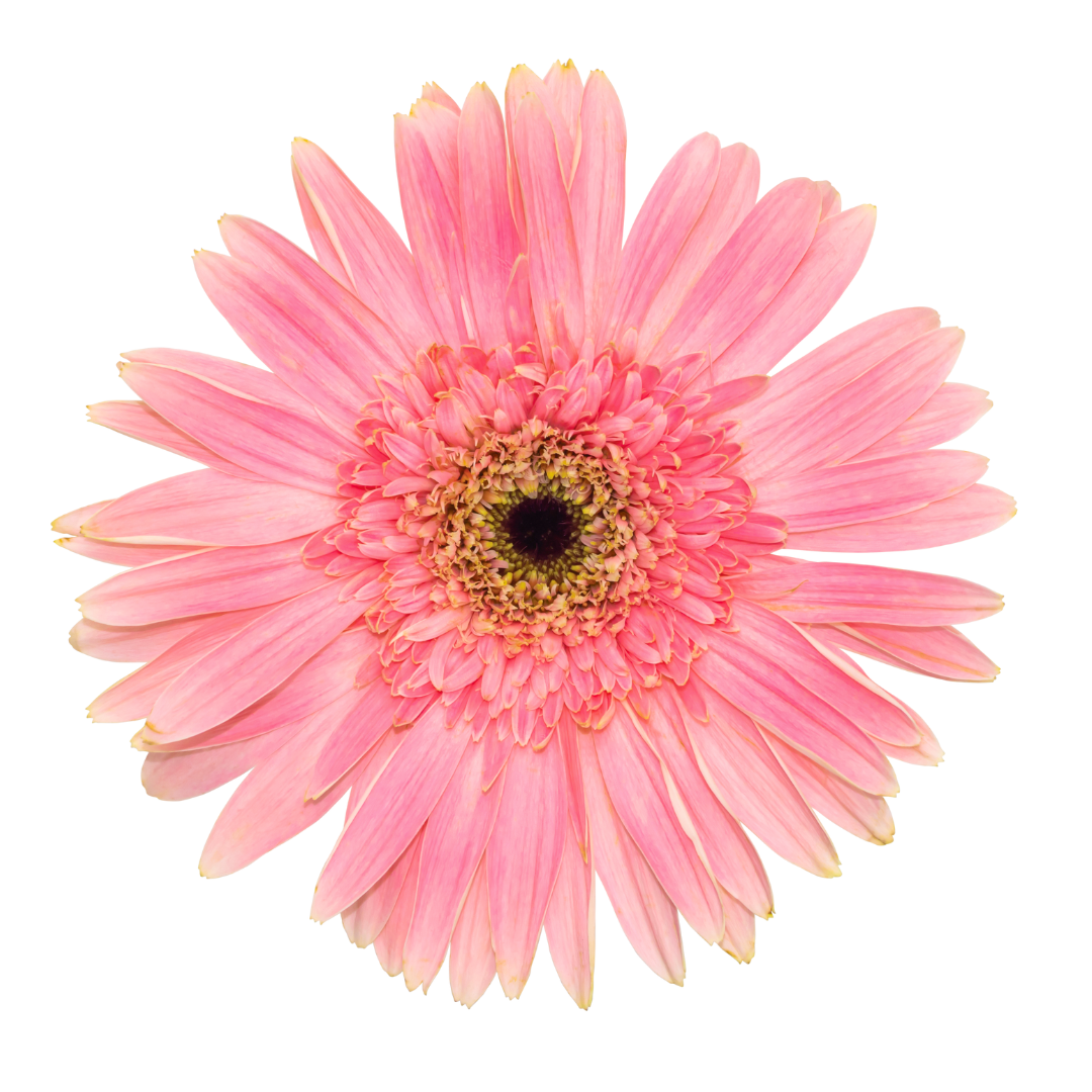 Gerbera