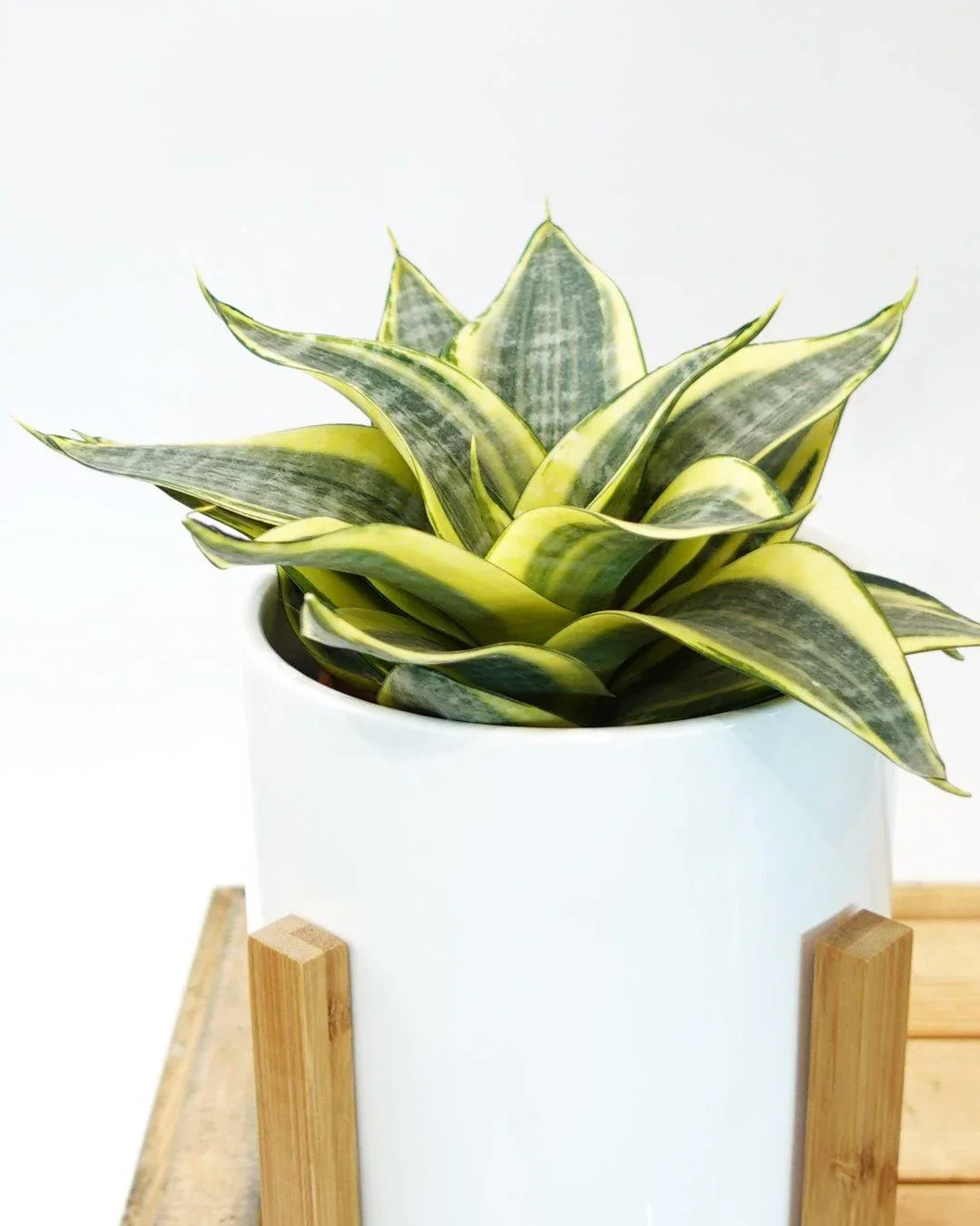 Indoor Plants