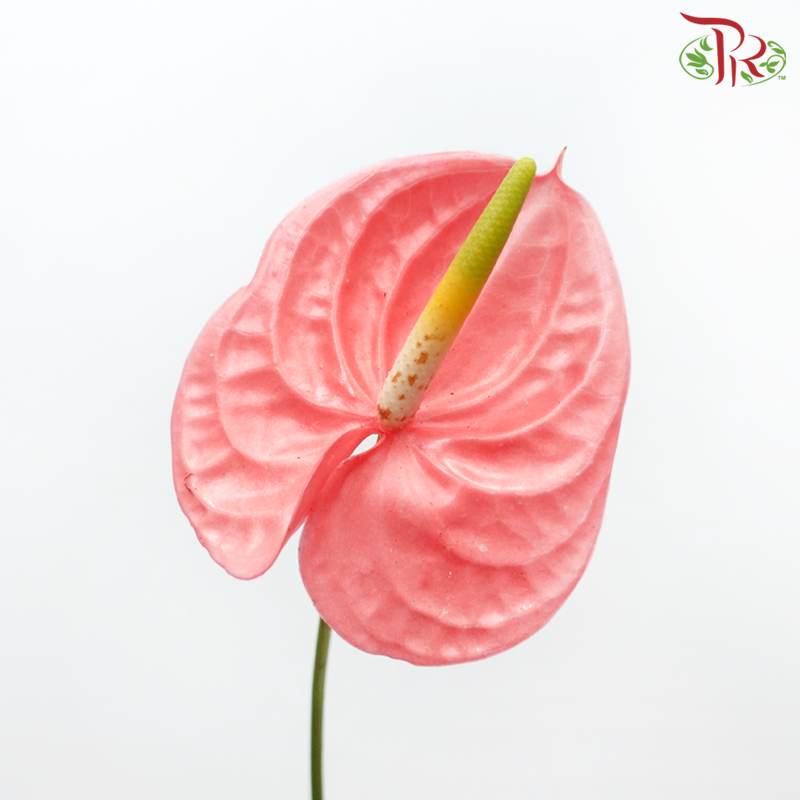 Anthurium