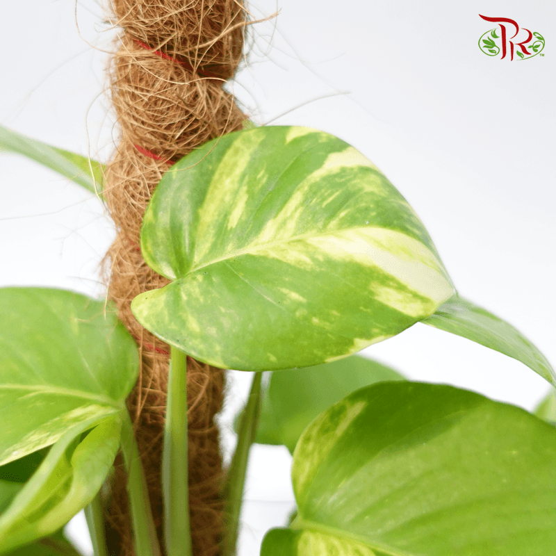 Money Plant - Pudu Ria Florist