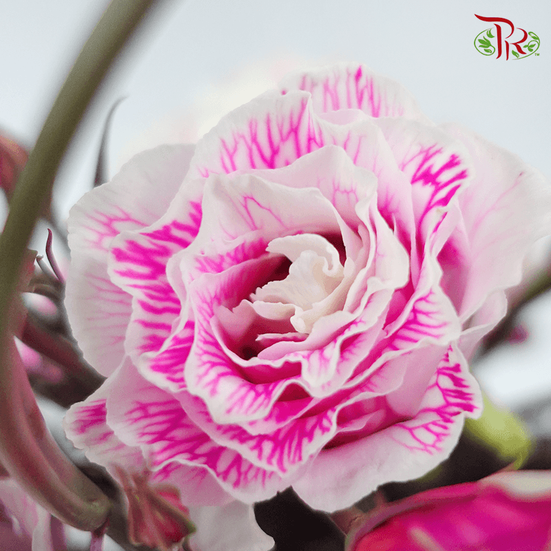Eustoma - Pudu Ria Florist