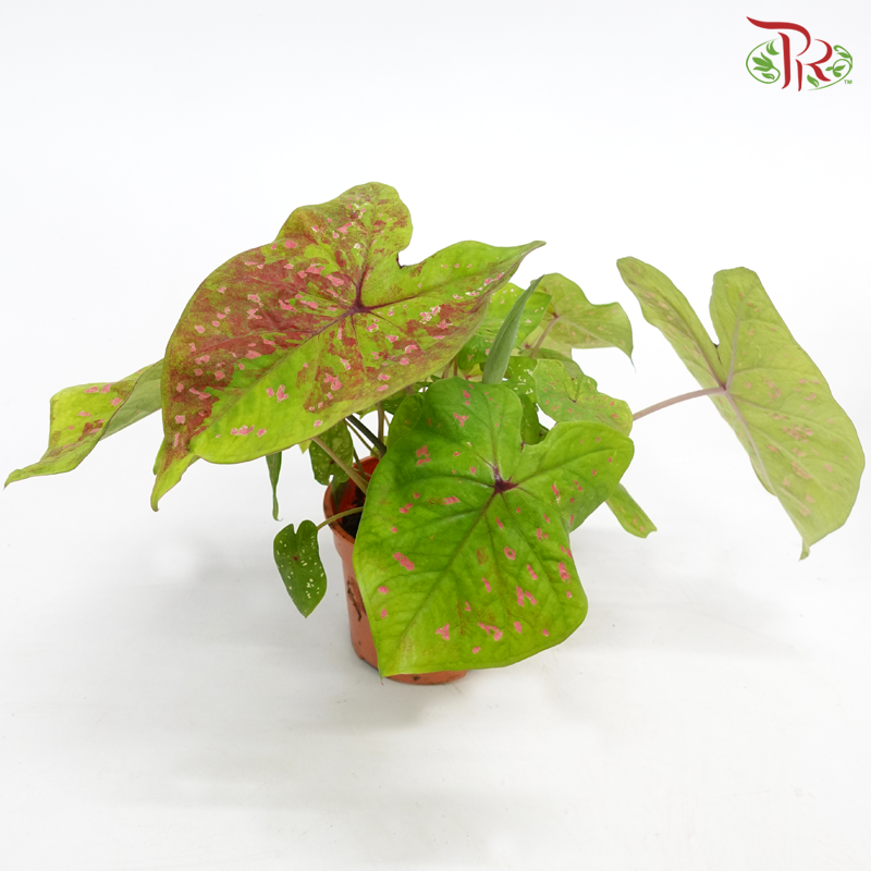 Caladium - Pudu Ria Florist