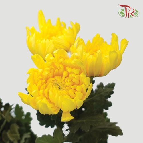 Chrysanthemum
