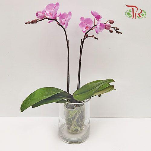 Phalaenopsis Orchid - Light Purple (Double stems) *With No Vase - Pudu Ria Florist