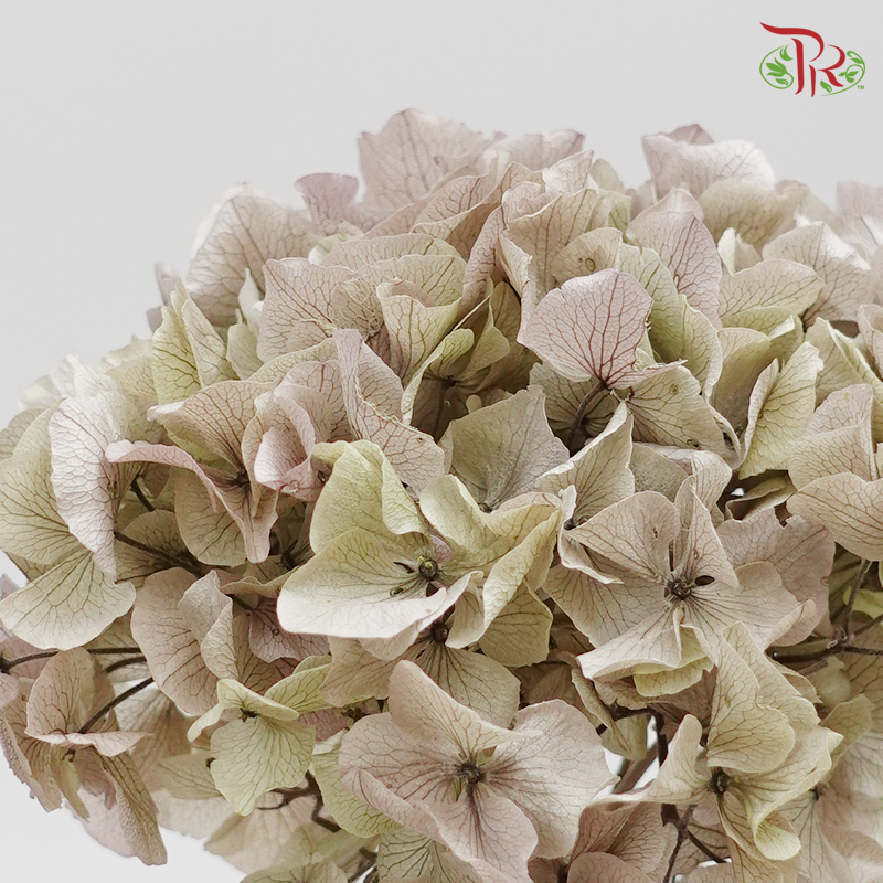 Hydrangea Royal (Stem) Preservative - Antique Green ( 0149-0-471 ) - Pudu Ria Florist